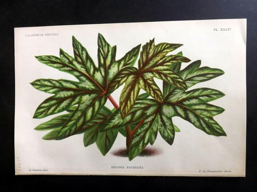 B. faureana